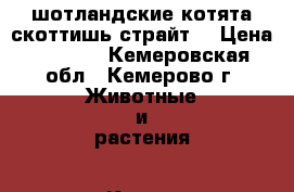 шотландские котята скоттишь страйт  › Цена ­ 3 000 - Кемеровская обл., Кемерово г. Животные и растения » Кошки   . Кемеровская обл.